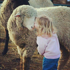 Sheep-Kiss